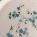 Flat plates myosotis veronica with small blue flowers