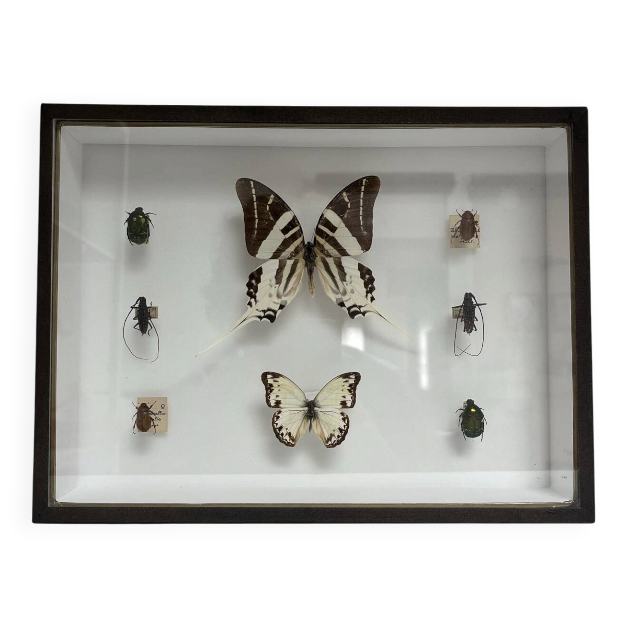 Cadre entomologie Deyrolle