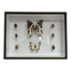 Cadre entomologie Deyrolle