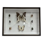 Deyrolle entomology frame