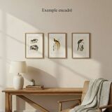 Antique engraving, 1849 - Magpie by E. Travies