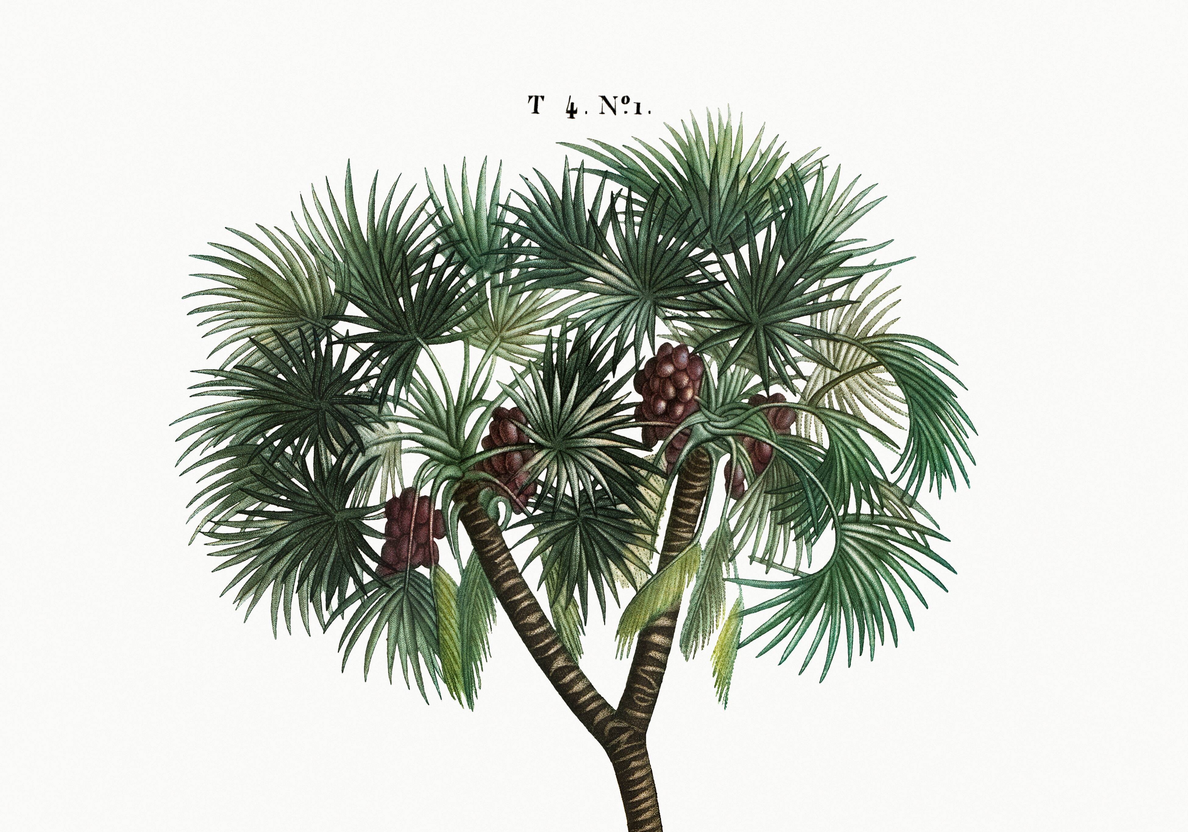Botanical poster of the Date Palm, after an old engraving