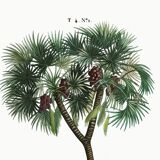Botanical poster of the Date Palm, after an old engraving
