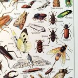 Poster about insects, based on a 1922 lithograph