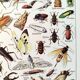 Poster about insects, based on a 1922 lithograph