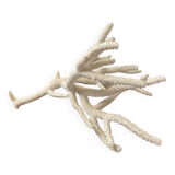 Branche de corail blanc