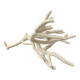 White coral branch