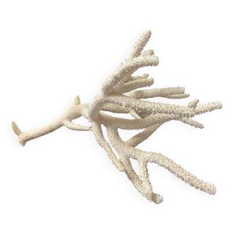 White coral branch