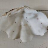Bivalve