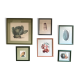 Lot of 6 old vegetable images