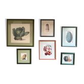 Lot of 6 old vegetable images