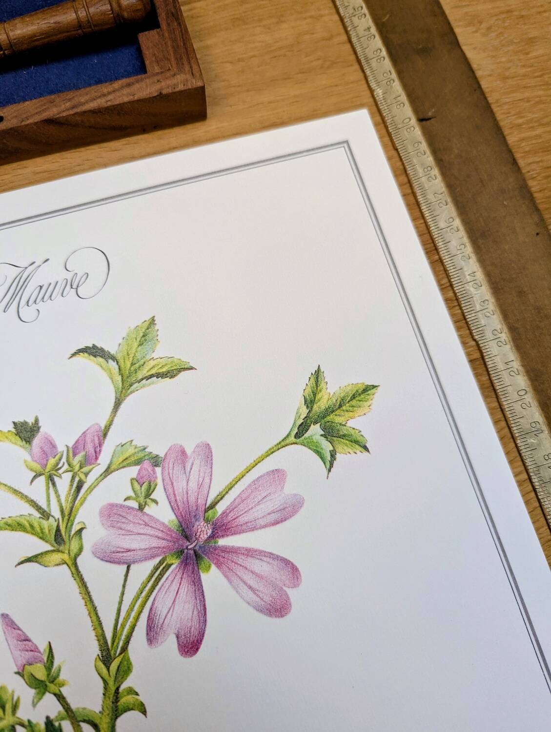 Printed in 1986, the Mauve. Vintage Botany.