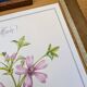 Printed in 1986, the Mauve. Vintage Botany.