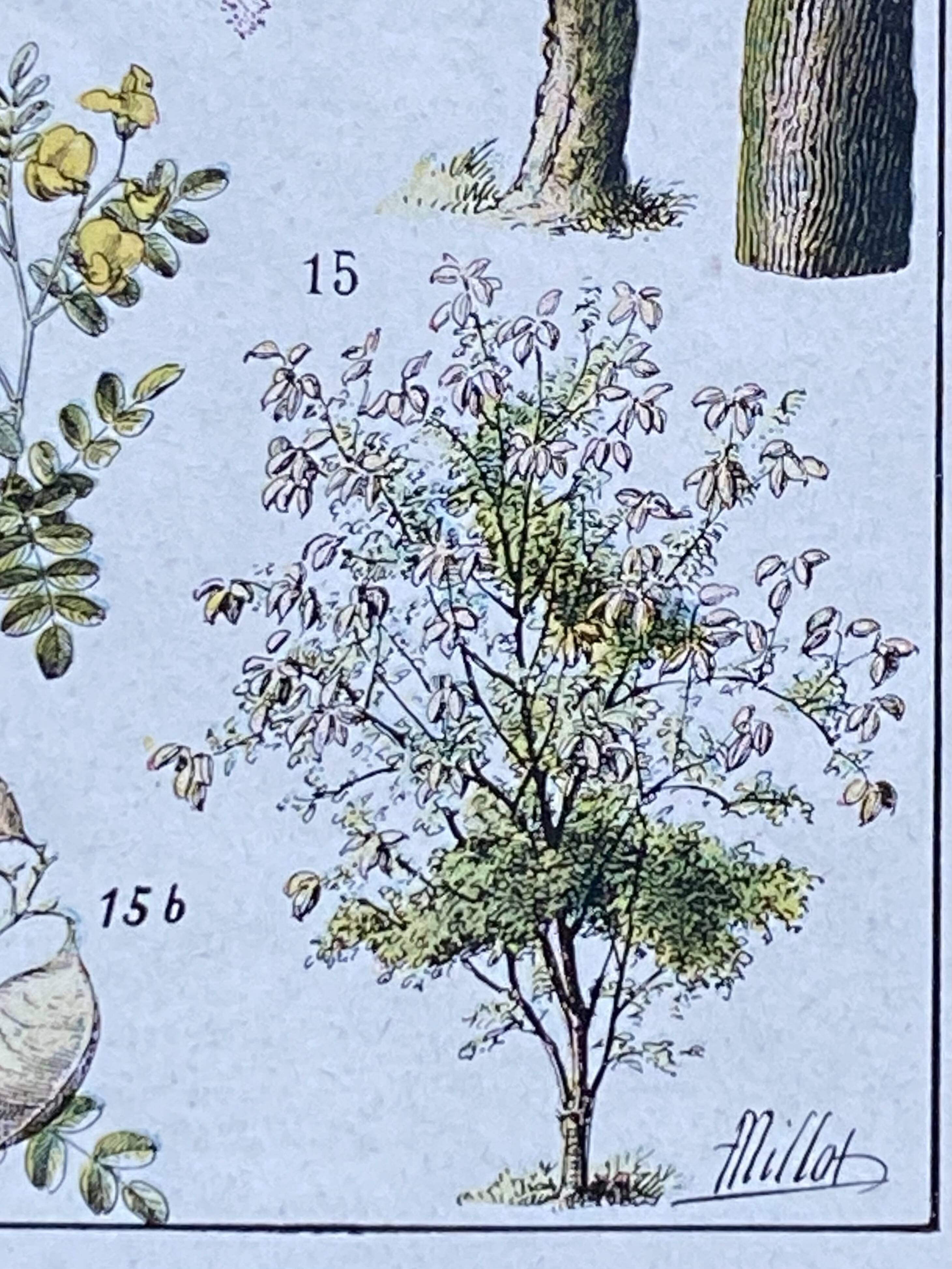 Illustration Millot, forest, forest trees