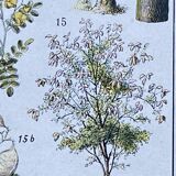 Illustration Millot, forest, forest trees