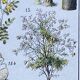 Illustration Millot, forest, forest trees