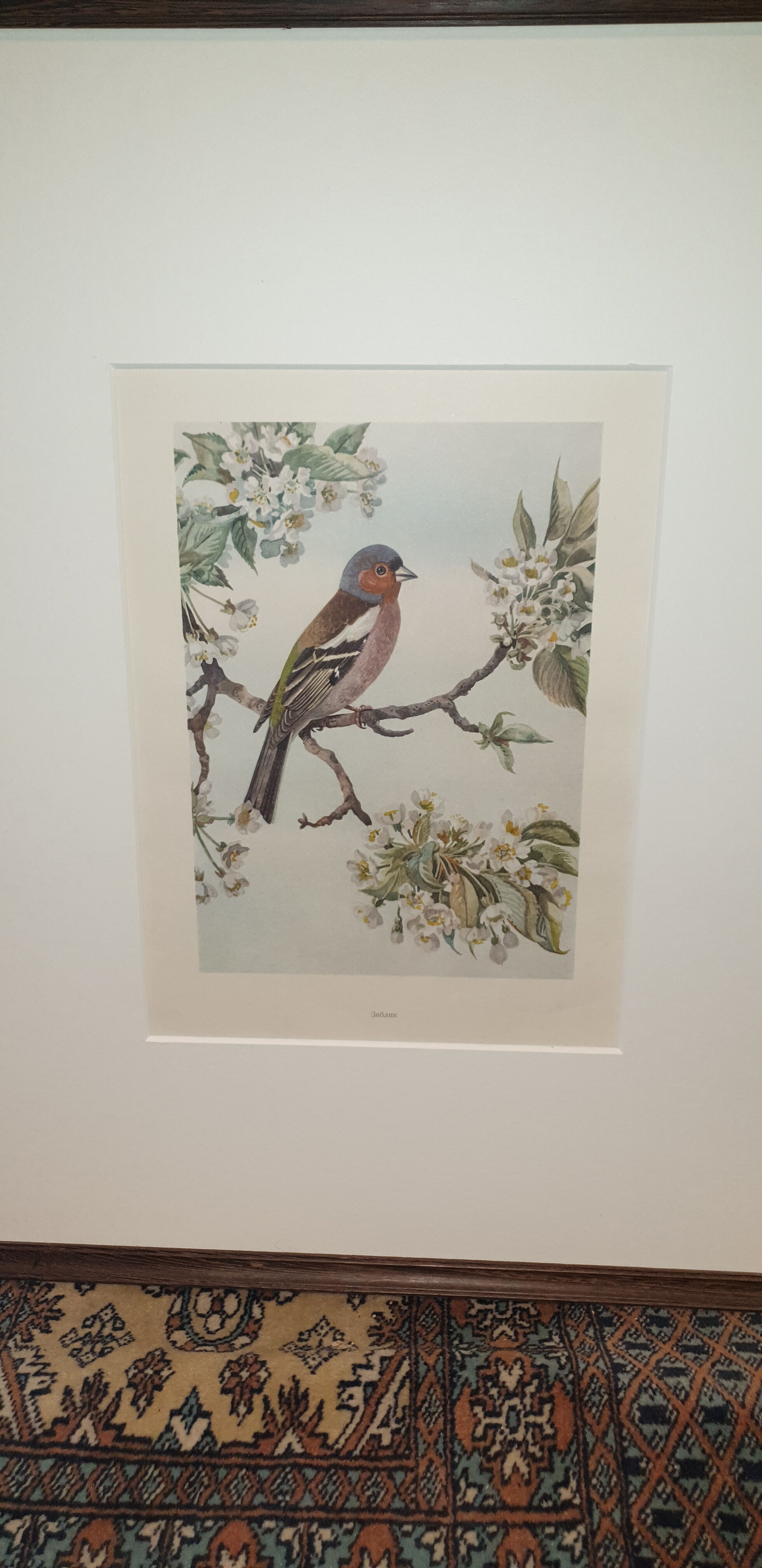 Gravure ornithologique