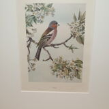 Ornithological engraving