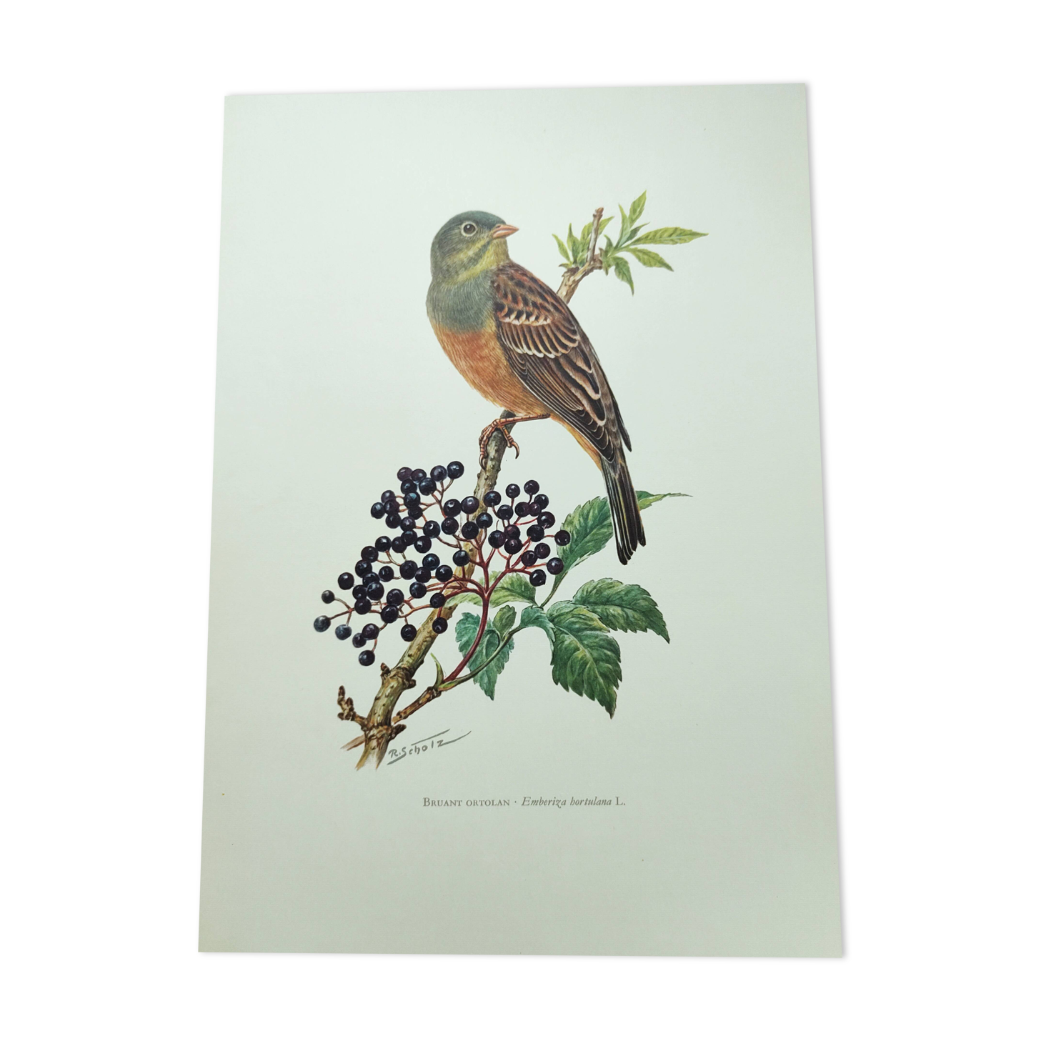 Vintage bird illustration 1960s - Ortolan Bunting - Zoological and ornithological board