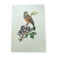 Vintage bird illustration 1960s - Ortolan Bunting - Zoological and ornithological board