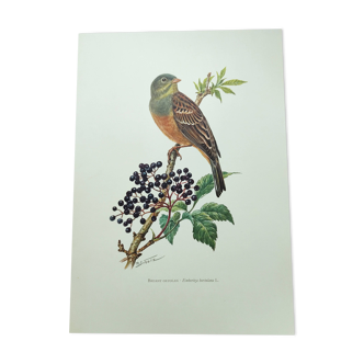 Illustration vintage oiseau Années 1960 - Bruant Ortolan - Planche zoologique et ornithologique