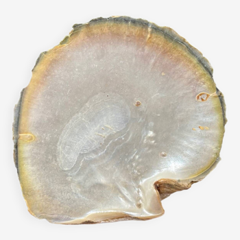 Mother-of-pearl shell pocket