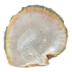Mother-of-pearl shell pocket
