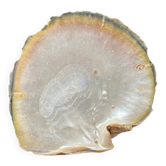 Vide poche coquillage en nacre