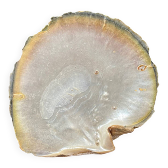 Mother-of-pearl shell pocket