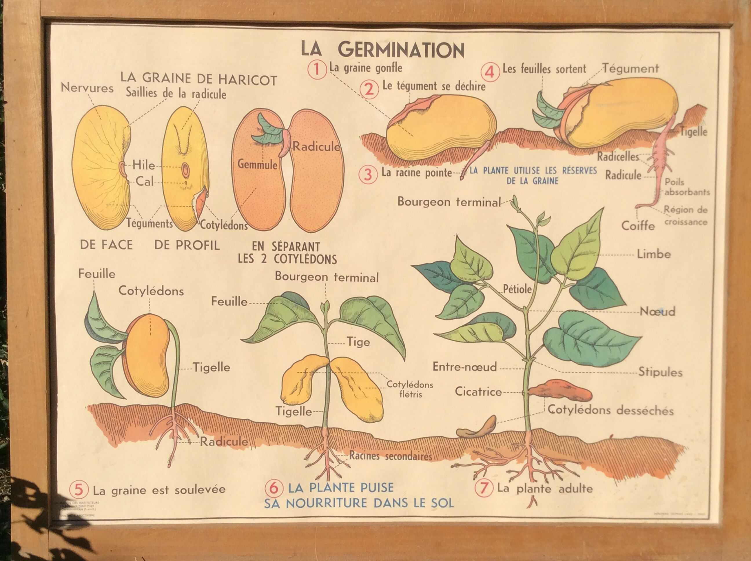 Affiche scolaire 1960 recto/verso