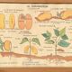 Affiche scolaire 1960 recto/verso
