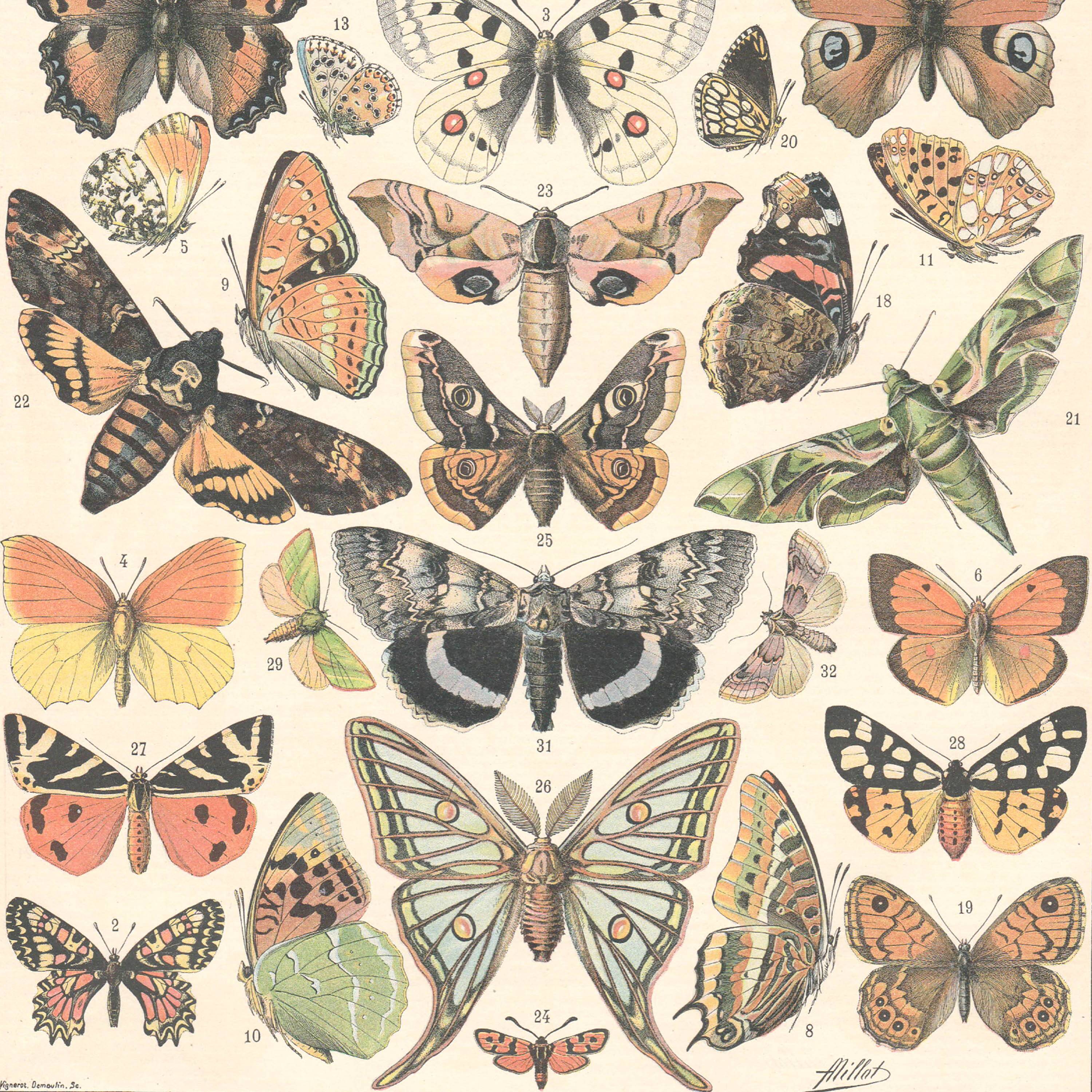 Lithograph plate butterflies of Europe 1900