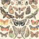 Lithograph plate butterflies of Europe 1900