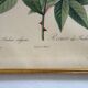 4 antique botanical plates of roses by P.J. Redouté