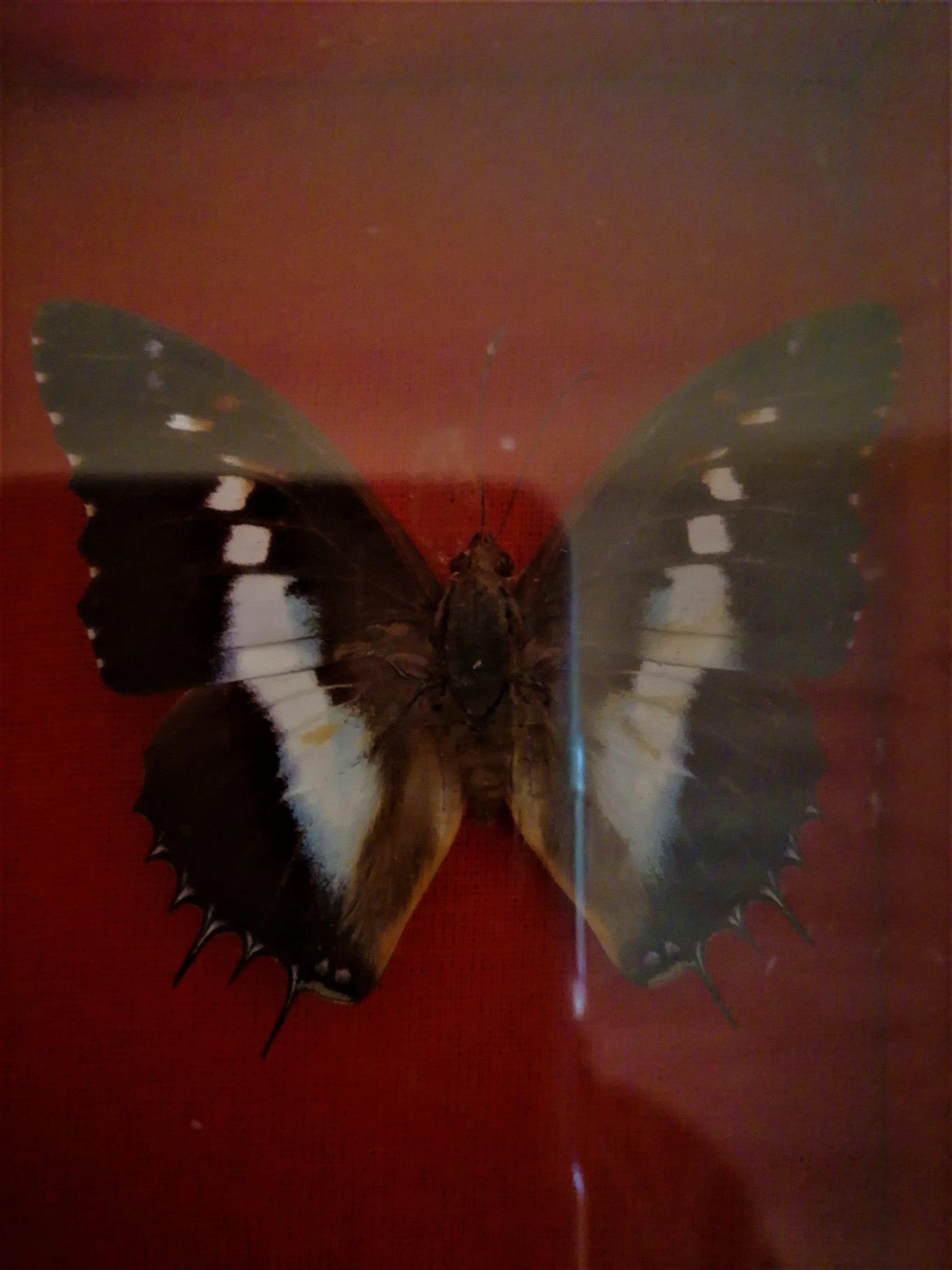 Curiosity, entomology, taxidermy, 9 butterflies