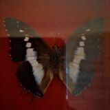 Curiosity, entomology, taxidermy, 9 butterflies