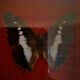 Curiosité, entomologie, taxidermie, 9 papillons