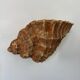 Pair of vintage terracotta shell wall lights