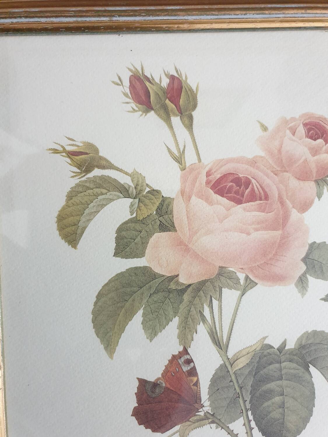 Redouté rose botanical plate framed