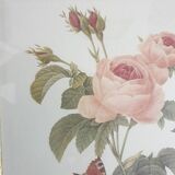 Redouté rose botanical plate framed