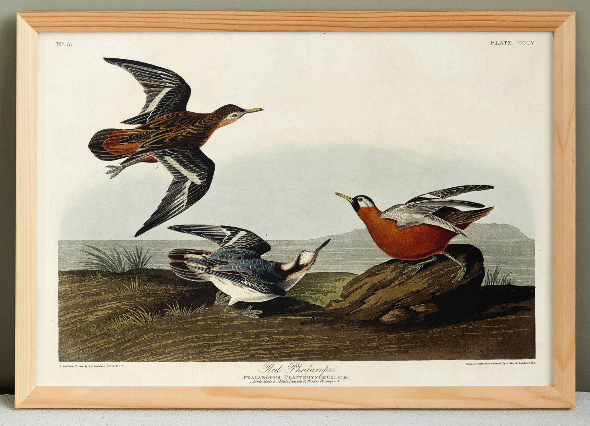 Poster about the Broad-beaked Phalarope, based on an old engraving from 1827.