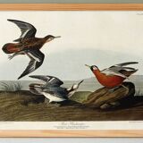 Poster about the Broad-beaked Phalarope, based on an old engraving from 1827.