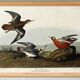 Poster about the Broad-beaked Phalarope, based on an old engraving from 1827.