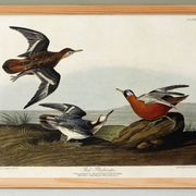 Poster about the Broad-beaked Phalarope, based on an old engraving from 1827.