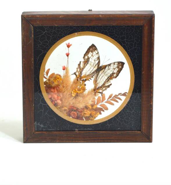 Cadre vitrine papillon