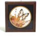 Cadre vitrine papillon