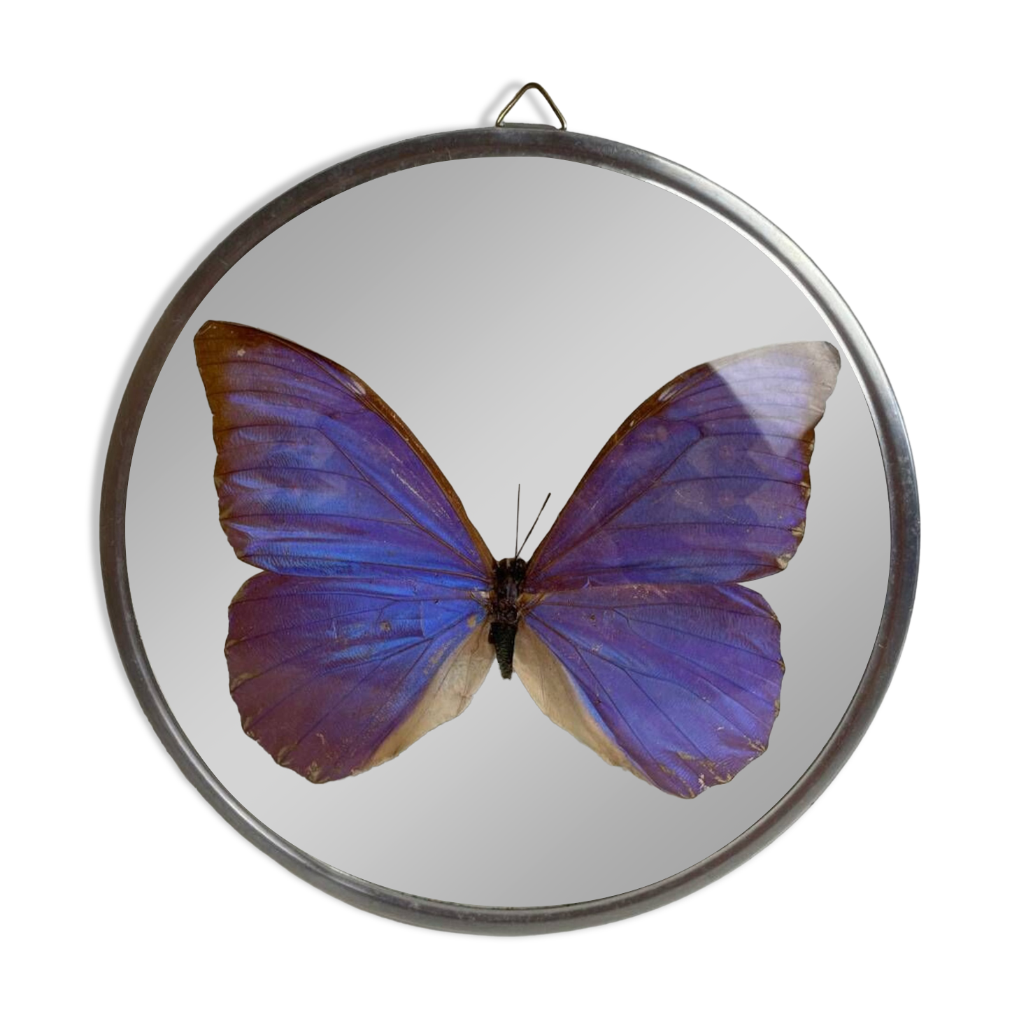 Natiralized morpho butterfly frame under curved glass
