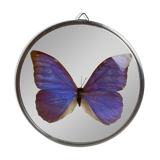 Natiralized morpho butterfly frame under curved glass