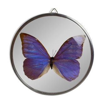 Natiralized morpho butterfly frame under curved glass