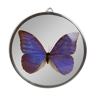 Cadre papillon morpho natiralisé sous verre bombé